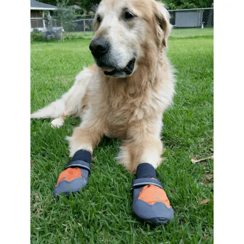 Ivan the big white dog with boots on his front paws while he lays in the grass.